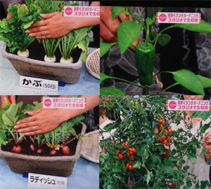 6月9日 DON ! 家庭菜園