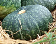 kabocha.jpg