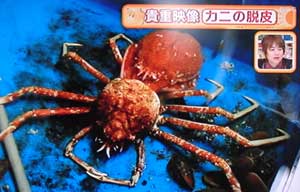 カニの選び方・茹で方・解凍の仕方・さばき方