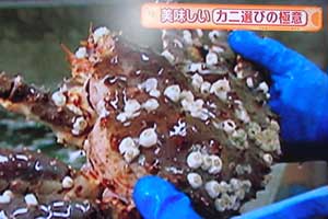 カニの選び方・茹で方・解凍の仕方・さばき方