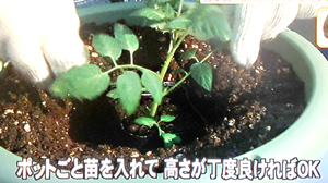 失敗しない家庭菜園の始め方（はなまるマーケットより）