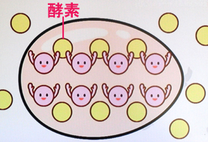 オイスターソースのおでんダシの作り方（あさイチより）